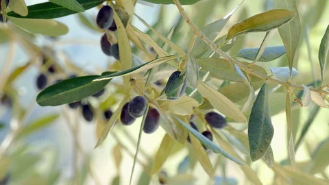 Branch of an olive tree with dark olives Stock Footage 98185099