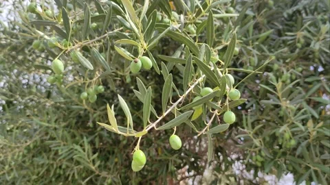 A branch of an olive tree Stock Footage 198856113