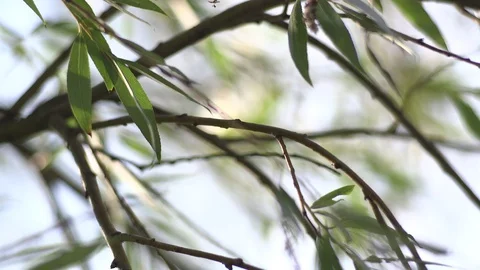 Branch of olive tree with green leaves Stock Footage 128801034