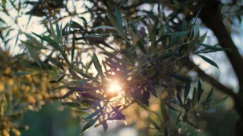 Branch of Olive tree in nature during Mediterranean sunset with lens flare. Stock Footage 157408773
