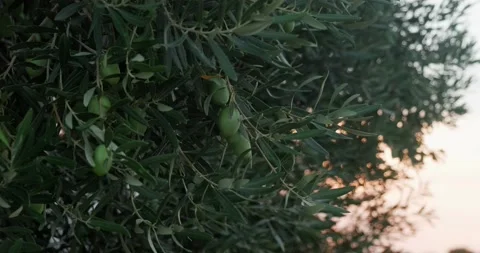 Branch of olive tree with olives. Video stock 160129546