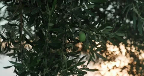 Branch of olive tree with olives. Stock Footage 160129745