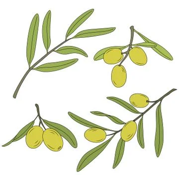 The branch of the olive tree with olives. Stock Illustration