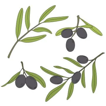 The branch of the olive tree with olives. 스톡 일러스트