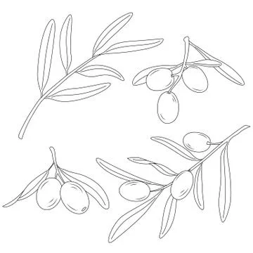 The branch of the olive tree with olives. Stock Illustration