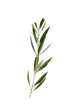 Branch of olive tree Stock Photos
