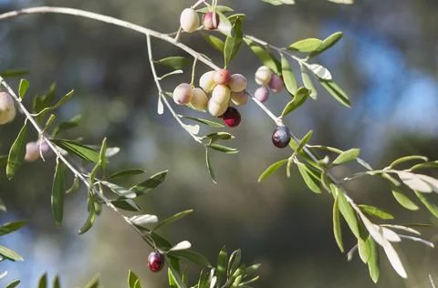 A branch of the olive tree 스톡 사진
