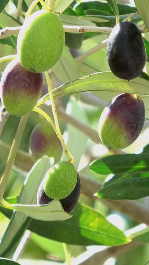 Branch of olive tree with ripe olives growing, organic food production. Stock Footage 283539320