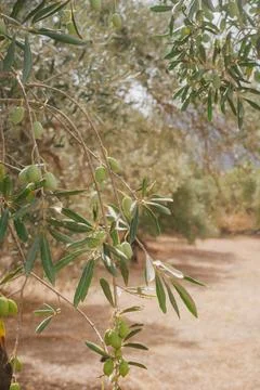 Branch of olive tree with small green olives in rays of Greek sun. Foto stock