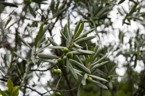 Branch the olive tree the summer cloudy day Stock Photos