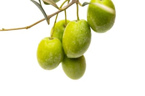 A branch with olives isolated Stock Photos