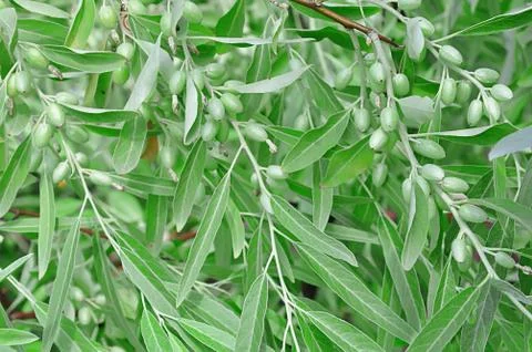 Branch with olives on olive tree Foto stock