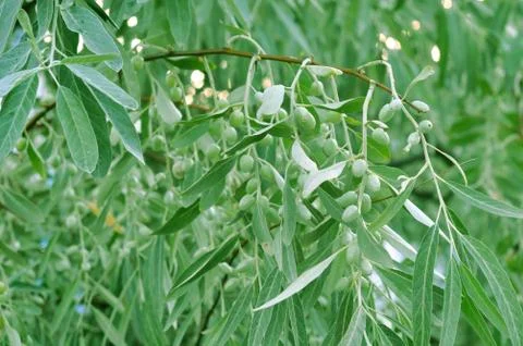 Branch with olives on olive tree Foto stock