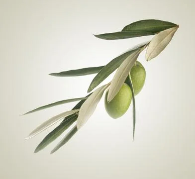 Branch with olives Stock Photos