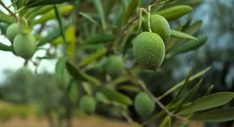 Branch with olives Stock Photos