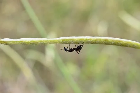 Branch with one ant in selective focus Stock Photos