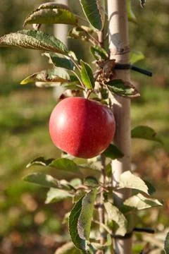 Branch with one red apple Stock Photos