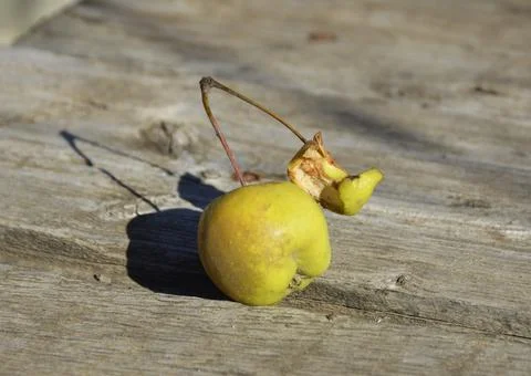 On the branch one small whole apple and a core Stock Photos