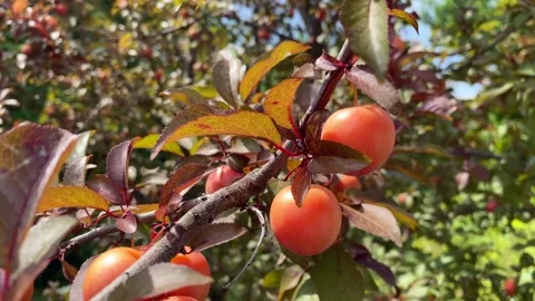 A branch of an orange plum, on a tree full of ripe fruits. Plum on the tree. Vidéo 244160140