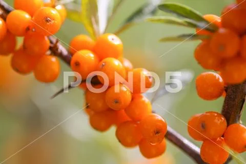 Branch of orange sea buckthorn berries in autumn park. Seasonal berry harvest Stock Photos