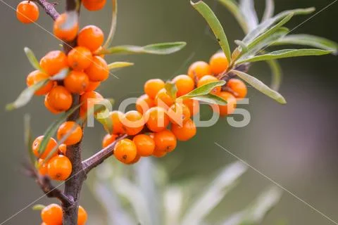 Branch of orange sea buckthorn berries in autumn park. Seasonal berry harvest Stock Photos