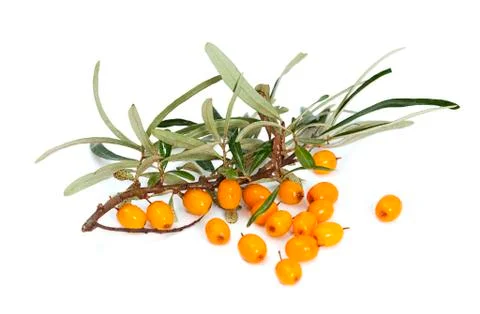Branch of orange seabuckthorn 스톡 사진