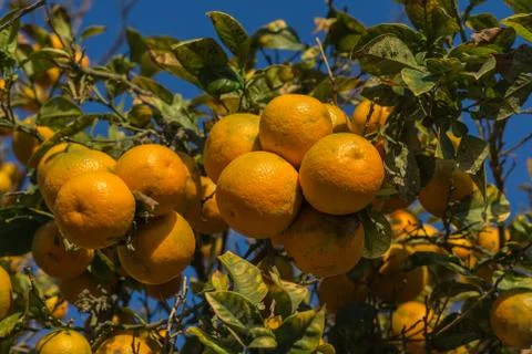 Branch of an orange tree, Citrus aurantiumen, Bitter Stock Photos