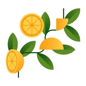 Branch with oranges. Stock Illustration
