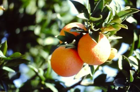 Branch of oranges Stock Photos