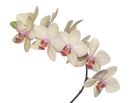 Branch of orchid Stock-Fotos