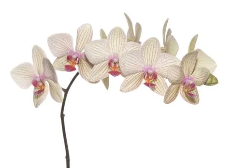 Branch of orchid Stock Photos
