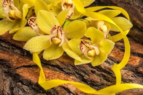 Branch of orchid Stock Photos