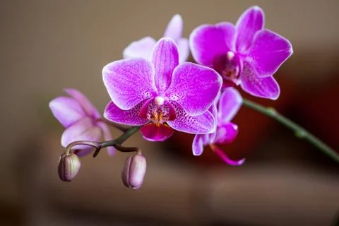 Branch of orchid Stock Photos