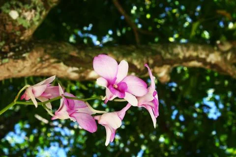 The branch of orchids Foto stock