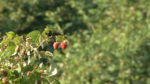 Branch of organic raspberry in the breeze Stock-Footage 35582821