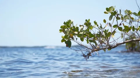 Branch Over Ocean Water Видео 129615280