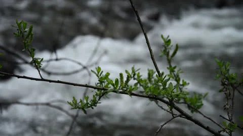 Branch Over Peaceful Mountain Stream Rack Focus Stock Footage 24586762
