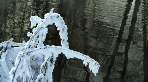 Branch over river Stock Footage 585419