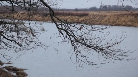 Branch over the river 動画素材 48895969