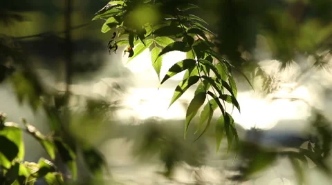 A branch over a river with nice reflections from the water Stock Footage 58642545