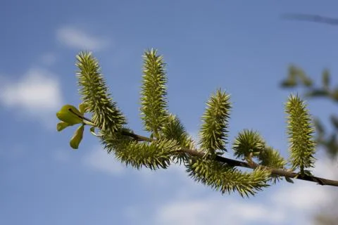 Branch over the sky Foto stock