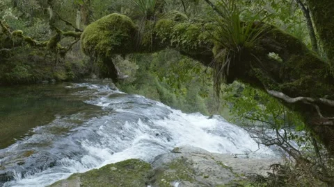 Branch Over Top of Waterfall Stock Footage 251504316