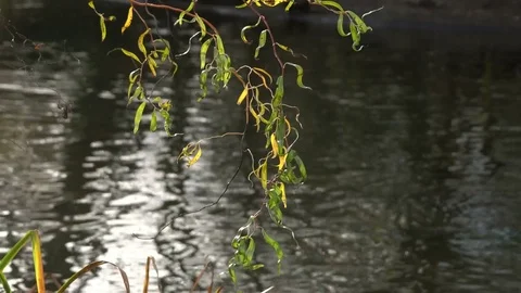 Branch over the water Vídeos de archivo 73487789