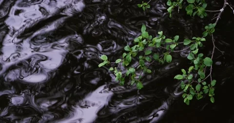 Branch over water 스톡 동영상 156768978