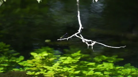 Branch over water 動画素材 313283889