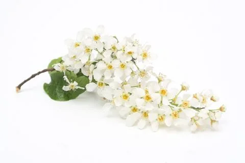 Branch of padus Stock Photos