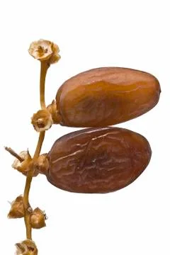 Branch with a pair of dates. Stock Photos