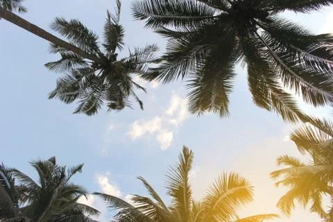 Branch palm leaf trees on the cloud blue sky with beautiful sunset background Foto stock