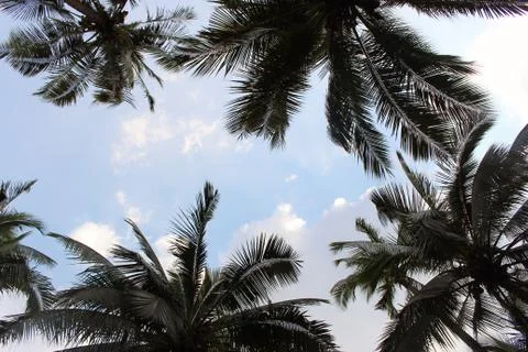 Branch palm leaf trees on the cloud blue sky with beautiful sunset background Stock-Fotos