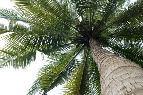 Branch palm leaf trees on the cloud blue sky with beautiful sunset background Stock-Fotos